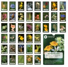 Libro, Audiolibro Cartas Florales: Las 38 Flores Descubiertas Por El Dr. Edward Bach (Estuche: Cartas + Libro) Cartas Florales: Las 38 Flores Descubiertas Por El Dr. Edward Bach (Estuche: Cartas + Libro)
